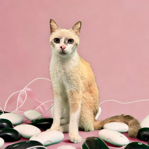 padme catmidala chat 42 perpignan